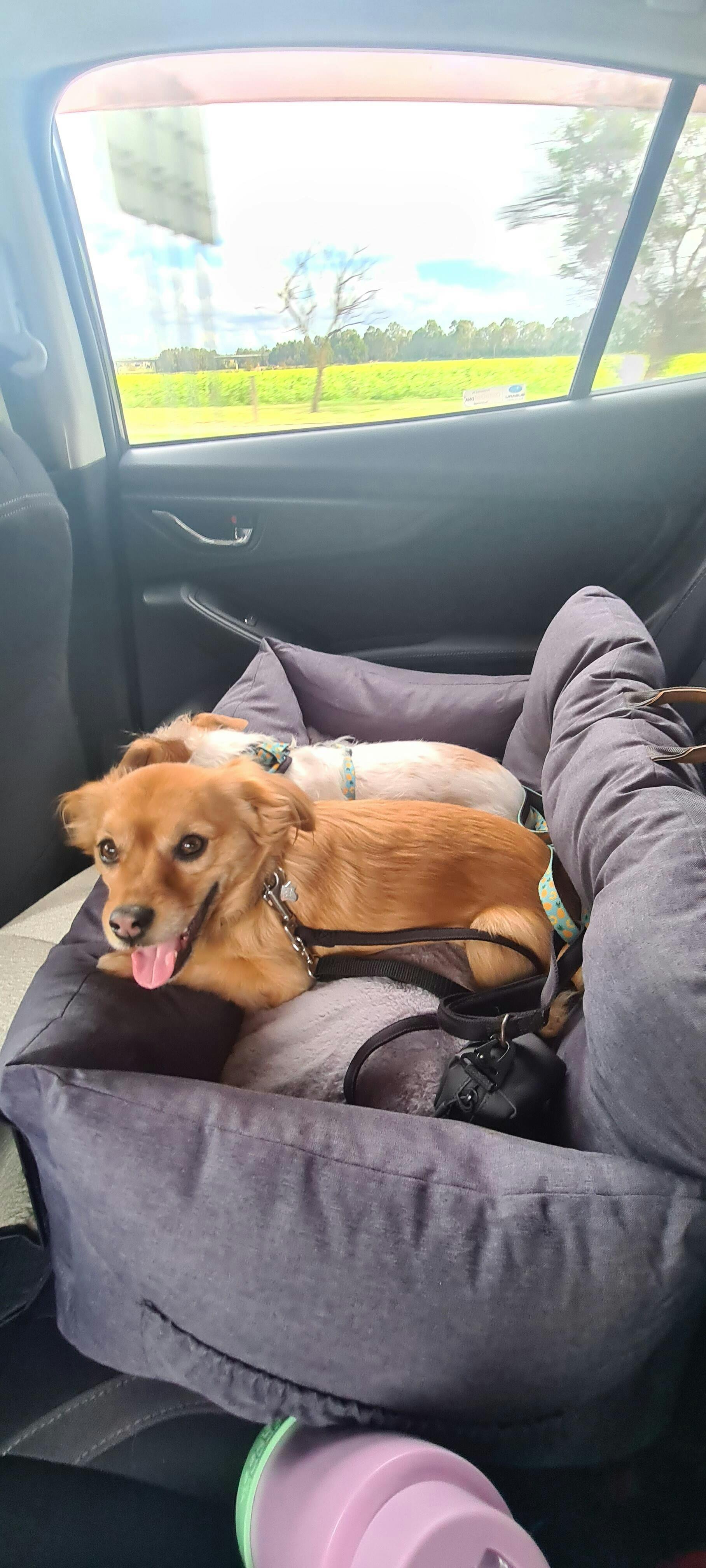 Premium Dog Booster Seat for Medium Pets Modern Pets