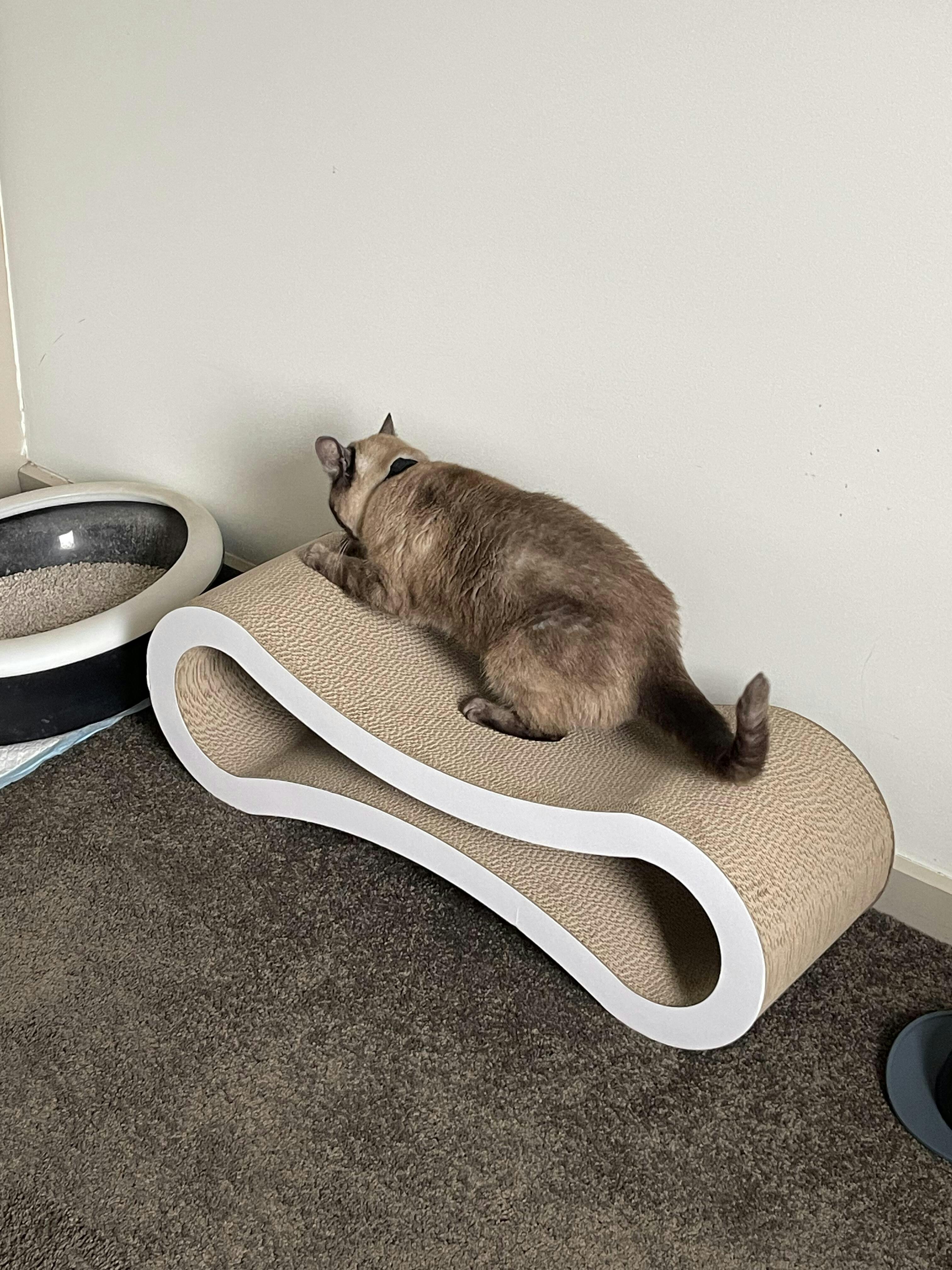 Cat Scratcher Infinity Lounge, White Modern Pets