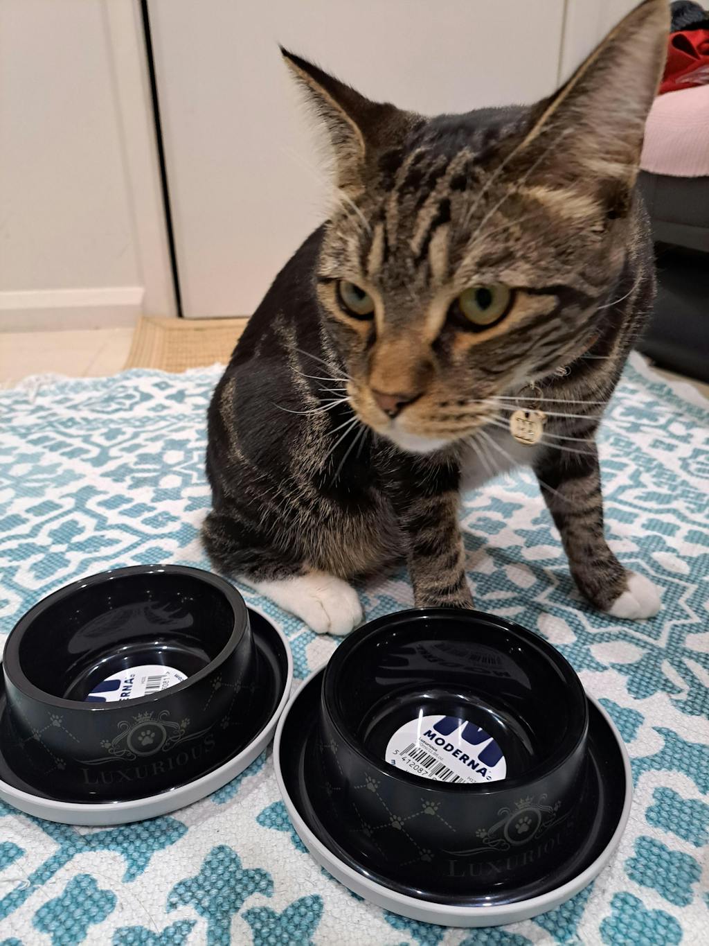 Moderna Luxurious Pets Ant Proof Cat Bowl Modern Pets