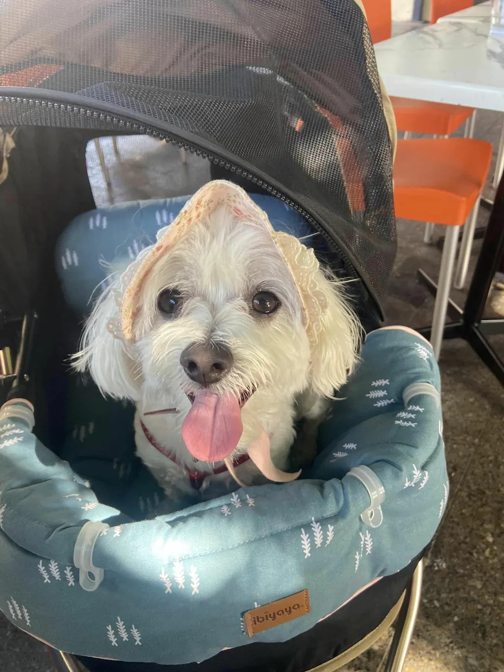 Ibiyaya Monarch Premium Pet Jogger Stroller, Luxury Gold Modern Pets