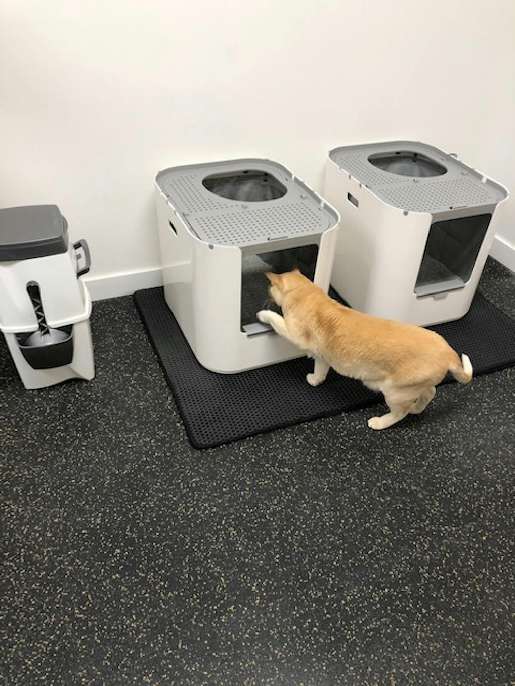 Extra Large Litter Box for Big Cats Big Litter Box Modkat CA