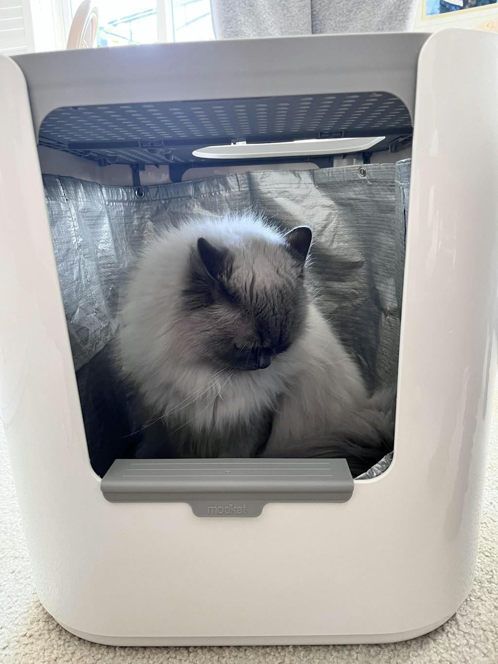 Extra Large Litter Box For Big Cats Large Litter Box Modkat