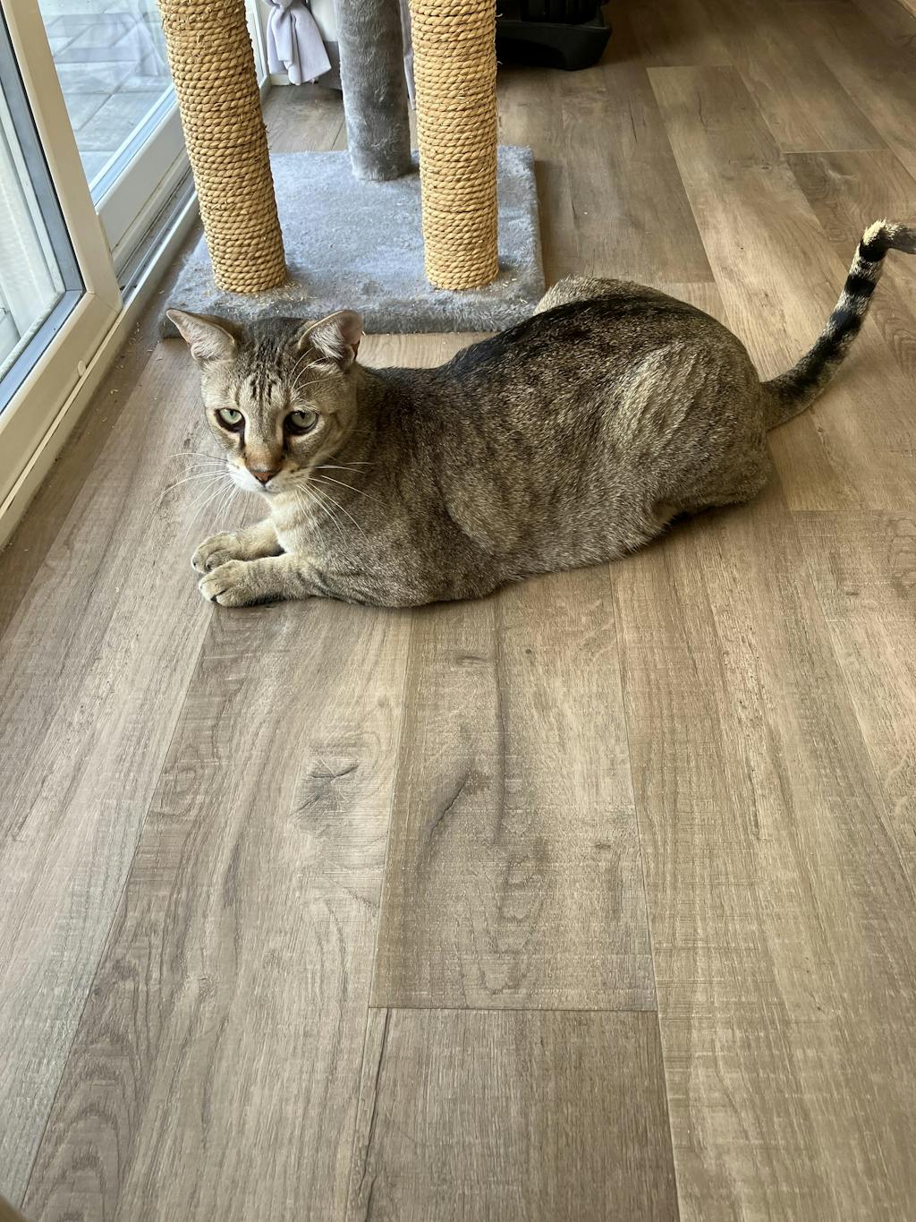 Square Top Entry Litter Box Modkat