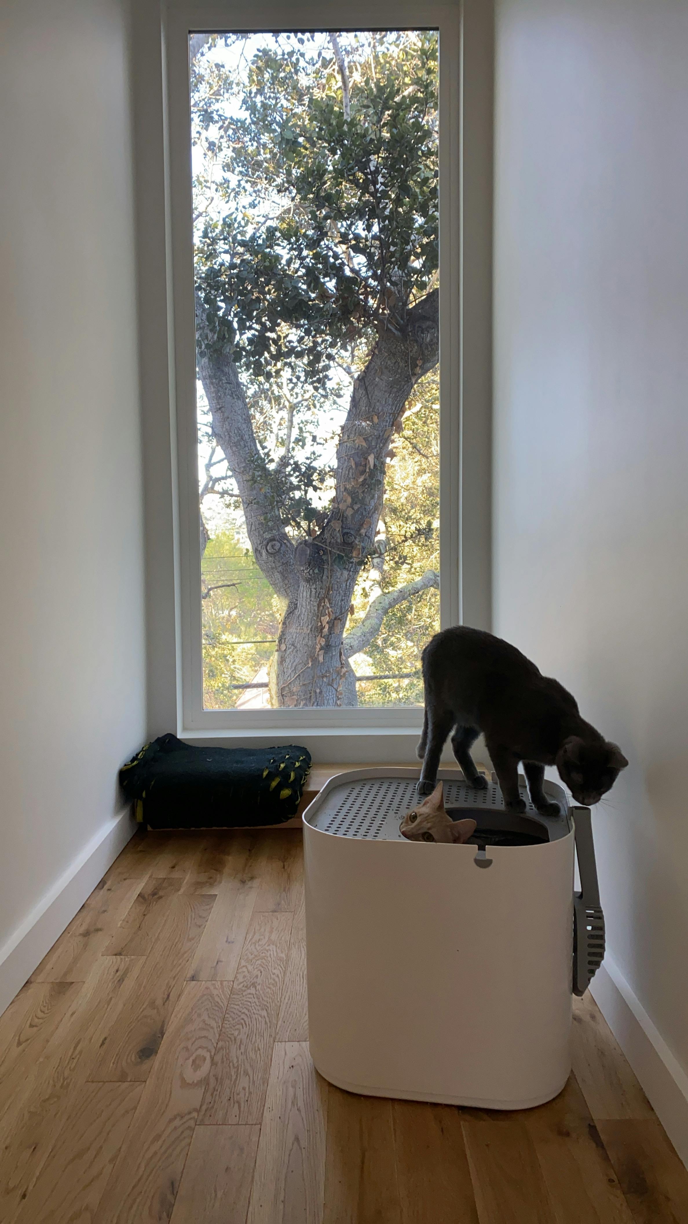 Extra Large Litter Box for Big Cats Big Litter Box Modkat