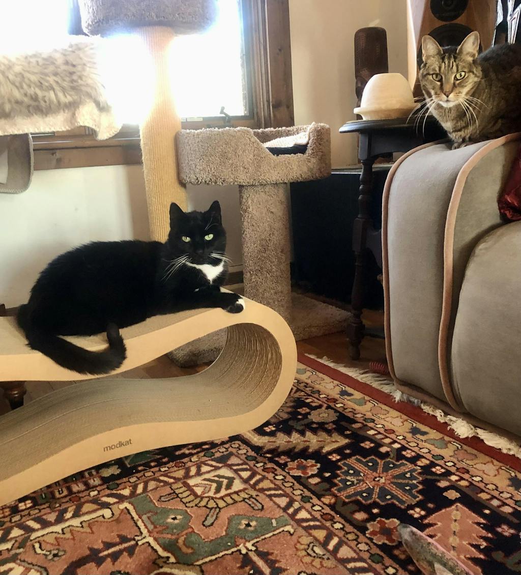 Cat Scratcher Lounge Set Modkat