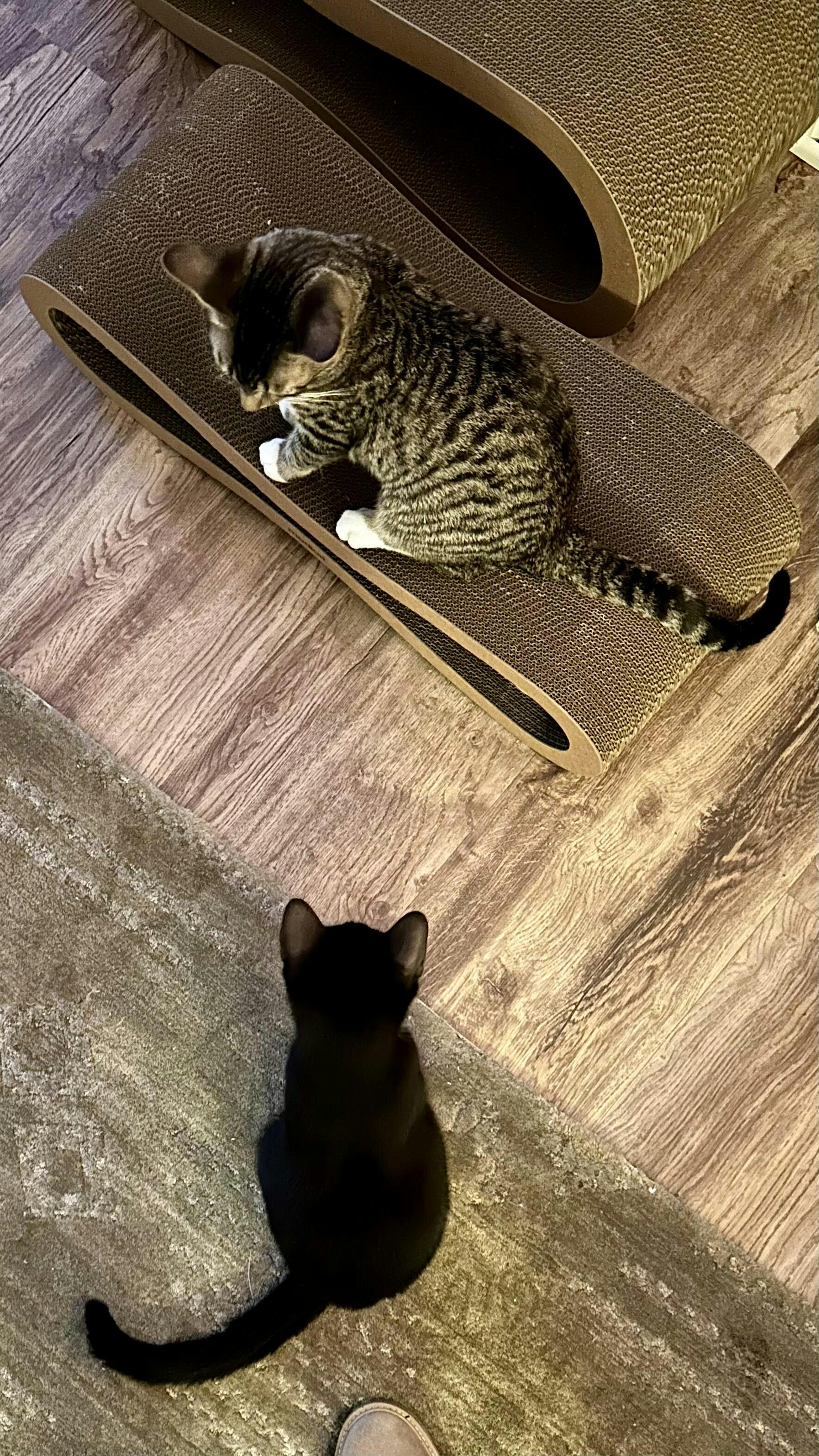 Cat Scratcher Lounge Set Modkat