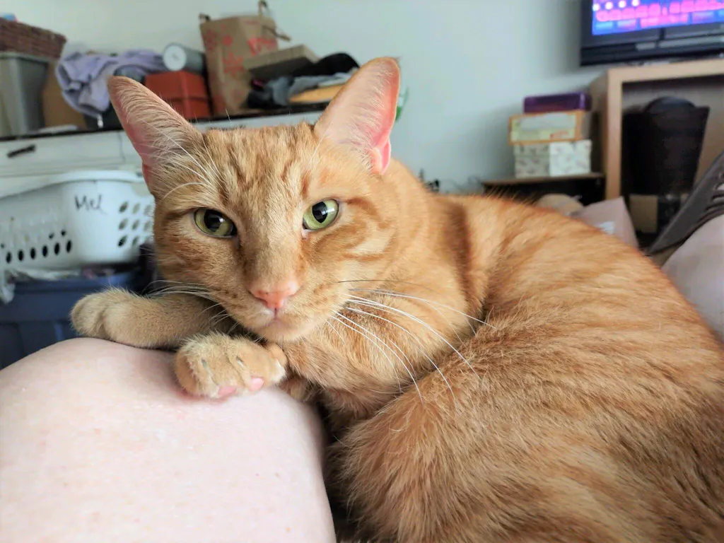 PRESIDENTIAL GUMMIES