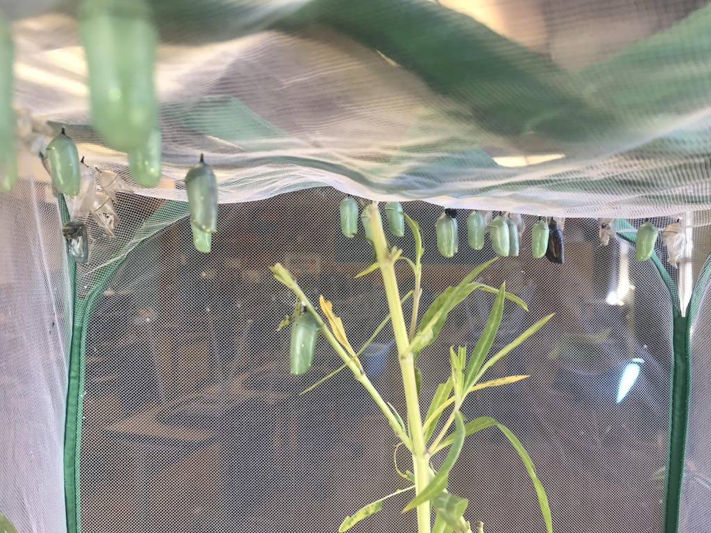TALL Baby Clear Mesh Caterpillar Cage to Raise Monarchs...and More! 15