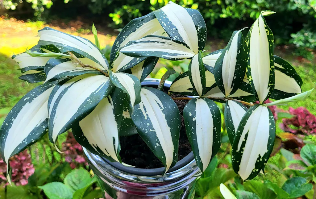 variegated jade plants Variegated Jade Plant 3g main image 0