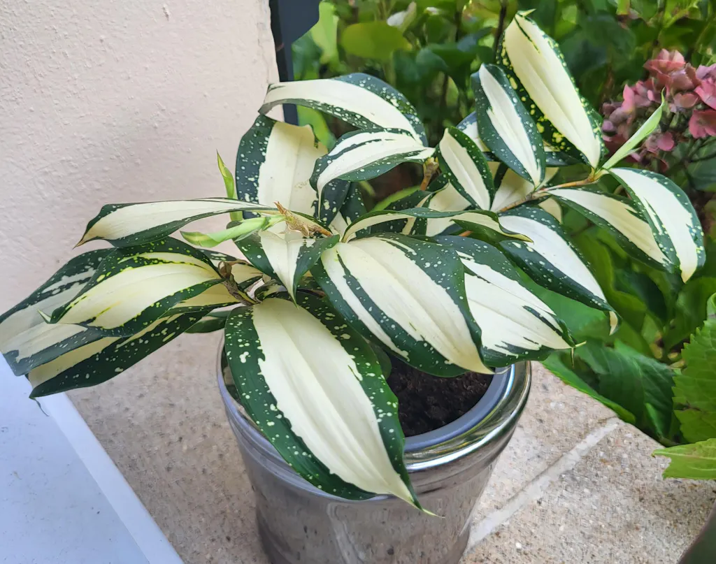 Dracaena 'Milky Way' - Rare striped plant  Monjungle