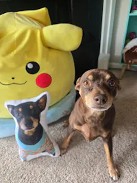 Pet Pillow Looks Like Your Pet | Custom 3D Photo Cutout Pillow
