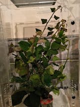 Kit d'élevage | Phasme