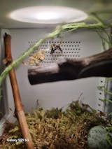 Mante religieuse DEBUTANT | Mante géante Rhombodera Kirbyii