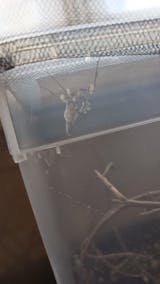 Mante religieuse | Mante fleur du diable - Idolomantis Diabolica