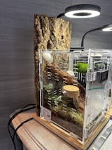 Terrarium phidippus regius 15*15*20 + Thermomètre/hygromètre