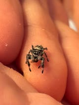 Araignée | Phidippus regius DEBUTANT (florida) Araignée sauteuse