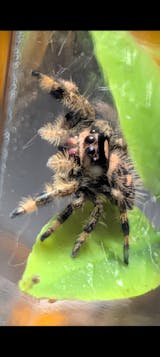 Araignée | Phidippus Regius White Bahamas