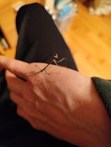 Mante religieuse | Mante oeil de chat - Heterochaeta Orientalis