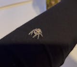 Araignée | Phidippus Regius White Bahamas