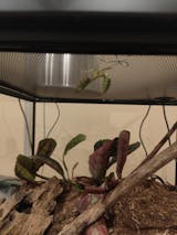 Mante religieuse DEBUTANT | Mante géante Australienne Hierodula Majuscula