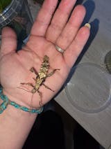 Phasme | Phasme géant de malaisie : Heteropteryx Dilatata,