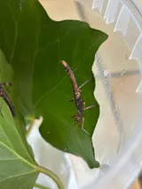 Phasme | Sungaya inexpectata