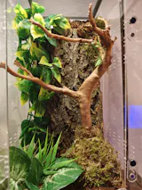 Kit d'élevage | Mante religieuse