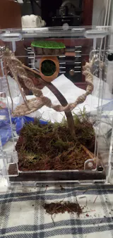 Terrarium phidippus regius 15*15*20 + Thermomètre/hygromètre