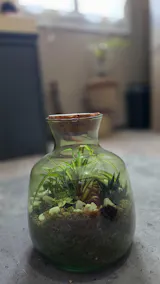 Plante terrrarium | Chlorophytum comosum (plante araignée)