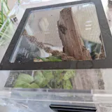 Décoration | Liane tissée + Hamac tissé aimantés pour Phidippus Regius/Petites mantes