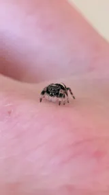 Kit élevage | Araignée