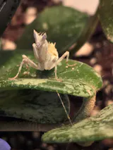 Mante religieuse | Mante fleur tachetée - Pseudoharpax virescens