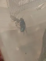 Araignée | Araignée Lynx - Peucetia Lucasi