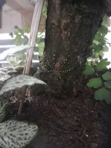 Araignée | Viridasius sylvestrisform