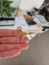 Phasme | Phasme scorpion  "Extatosoma Tiaratum"