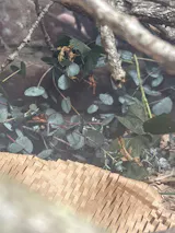 Phasme | Phasme scorpion  "Extatosoma Tiaratum"