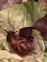 Escargot géant XXL | Le plus grand du monde Archachatina Marginata Ovum