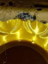Araignée | Phidippus regius Sierra de Bahoruco