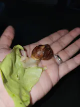 Escargot géant | Lissachatina fulica White Jade