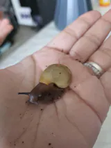 Escargot géant XXL | Le plus grand du monde Archachatina Marginata Ovum