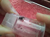 Araignée | Phidippus regius DEBUTANT (florida) Araignée sauteuse