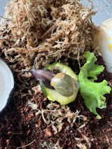 Escargot géant XXL | Le plus grand du monde Archachatina Marginata Ovum