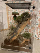 Kit élevage | Araignée