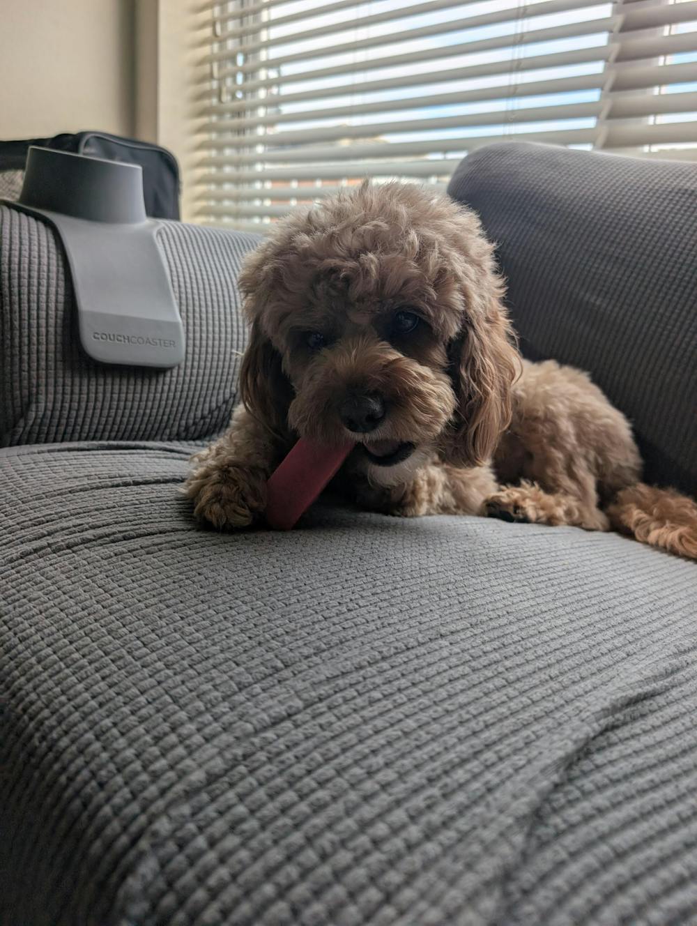 Strawberry Yak | Large