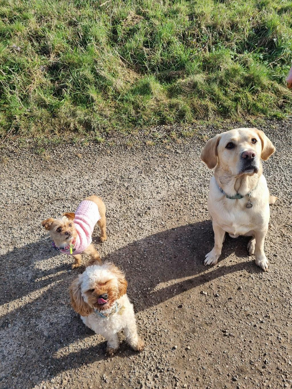 Chicken & Banana Slices (100g)