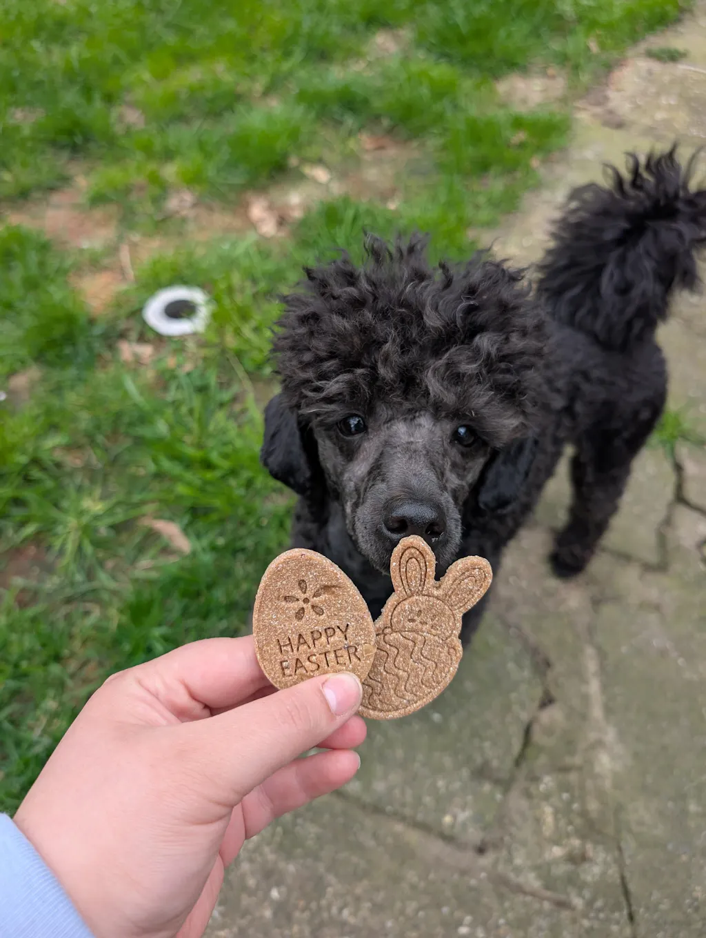 Nutty Delight Egg Biscuits | Apawtiser | 2 Flavours