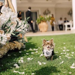 Customizable Pet Tuxedo Suit - Stylish Formal Wear