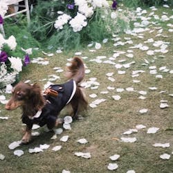 Customizable Pet Tuxedo Suit - Stylish Formal Wear