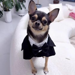 Customizable Pet Tuxedo Suit - Stylish Formal Wear