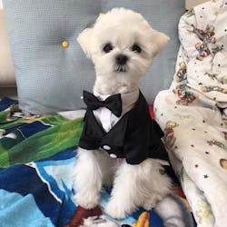 Customizable Pet Tuxedo Suit - Stylish Formal Wear